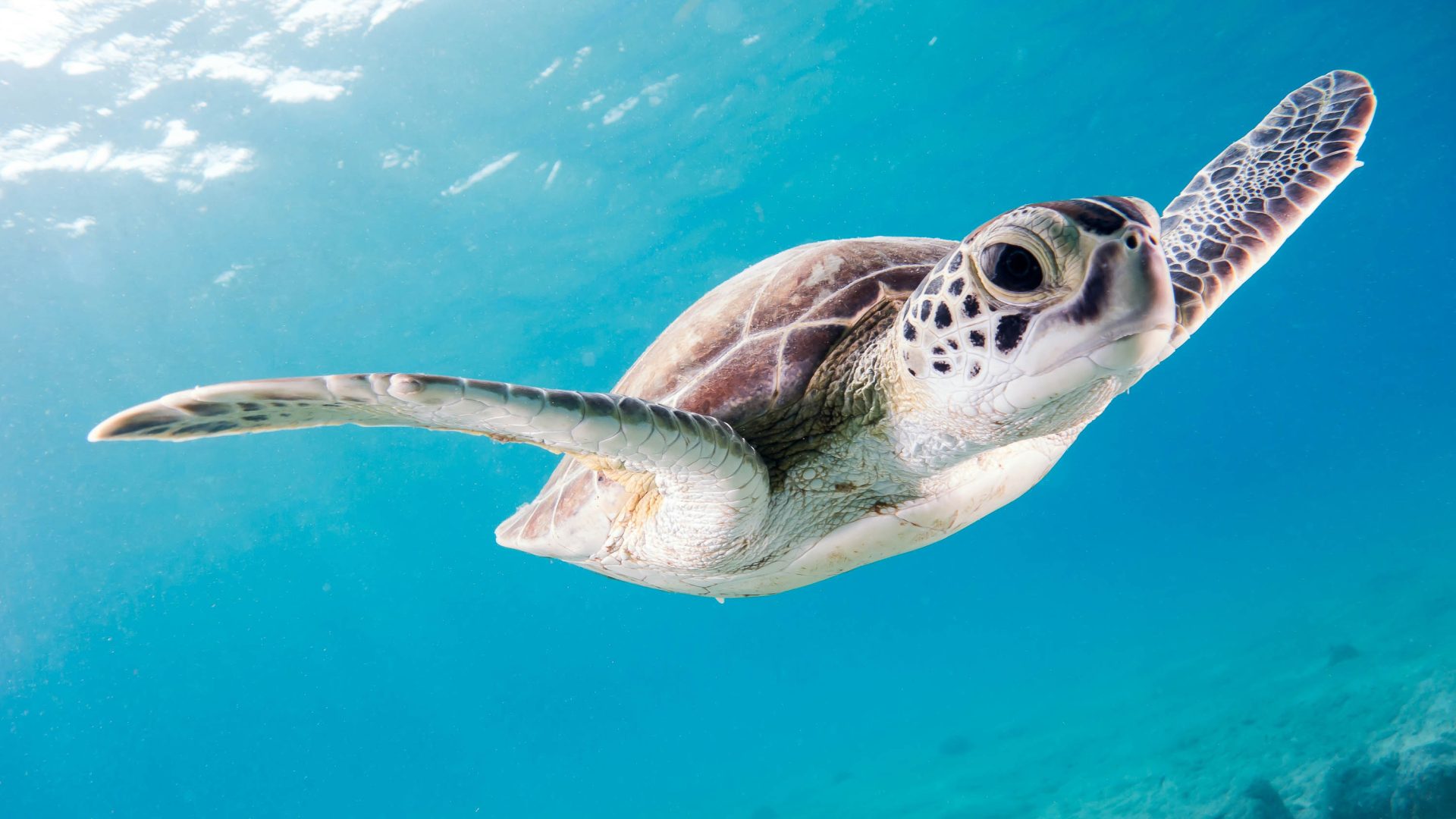 A sea turtle swims in blue water.
