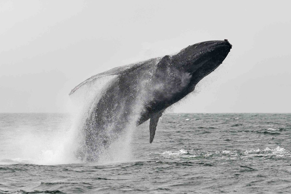 A humpback whale jumps out of the water.