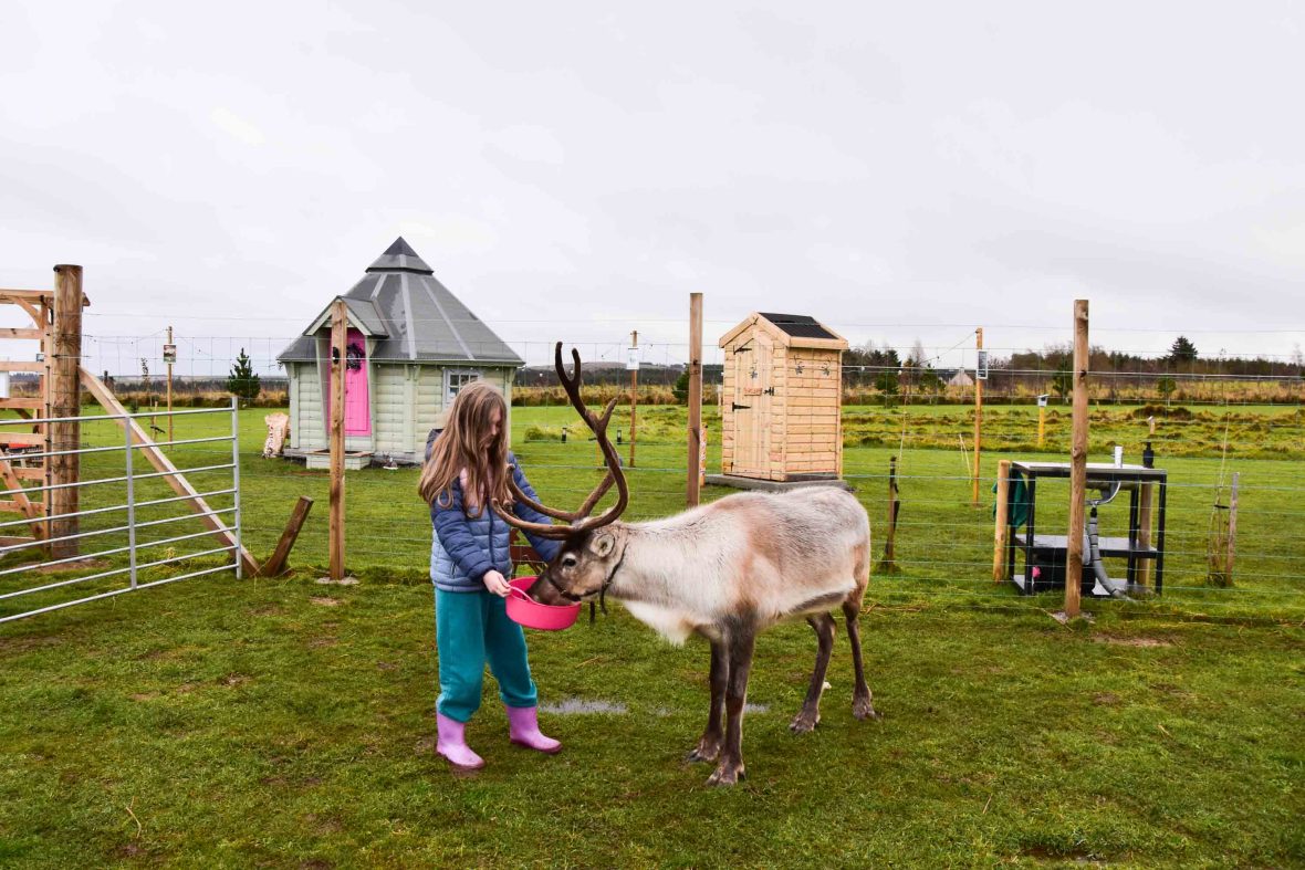 A young girl feeds a reindeer.