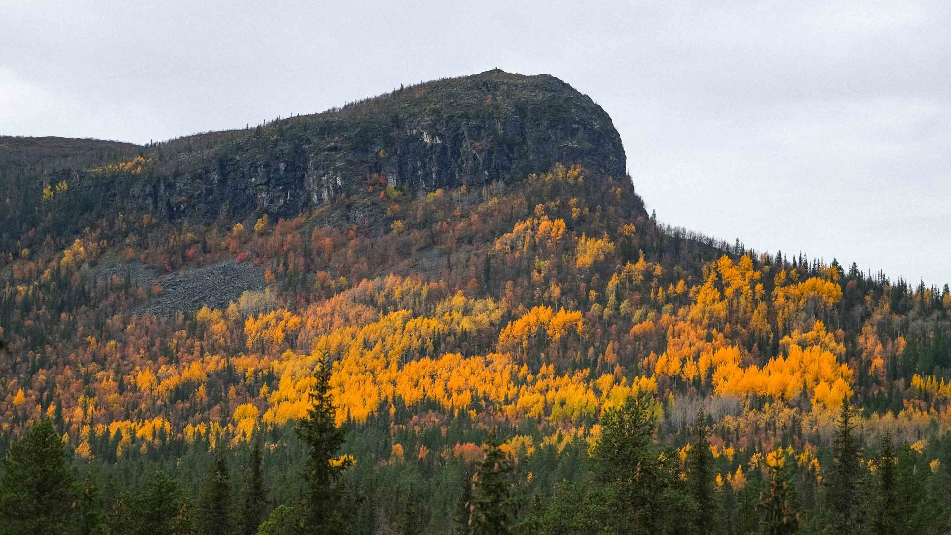 Green and yellow trees with a rock face in the background.