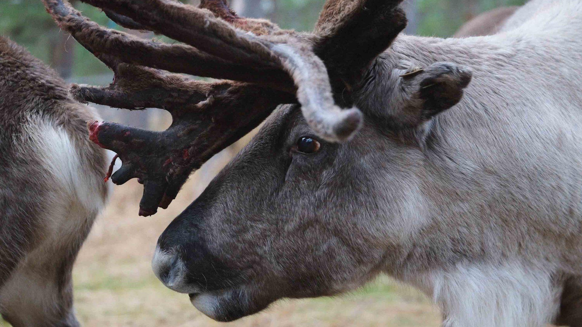 A reindeers head.