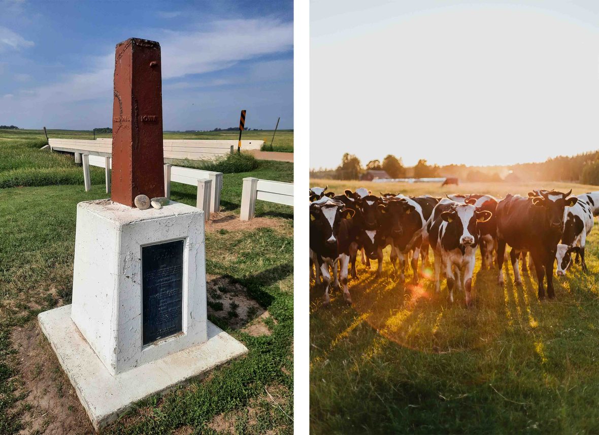 Left: A marker out in the middle of farmland that marks the place where the state borders of Iowa, Minnesota, and South Dakota meet. Right: Cows look toward the camera.
