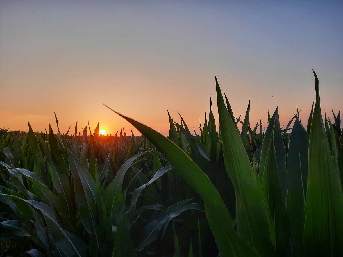 A sunset in Kansas over cornfields.