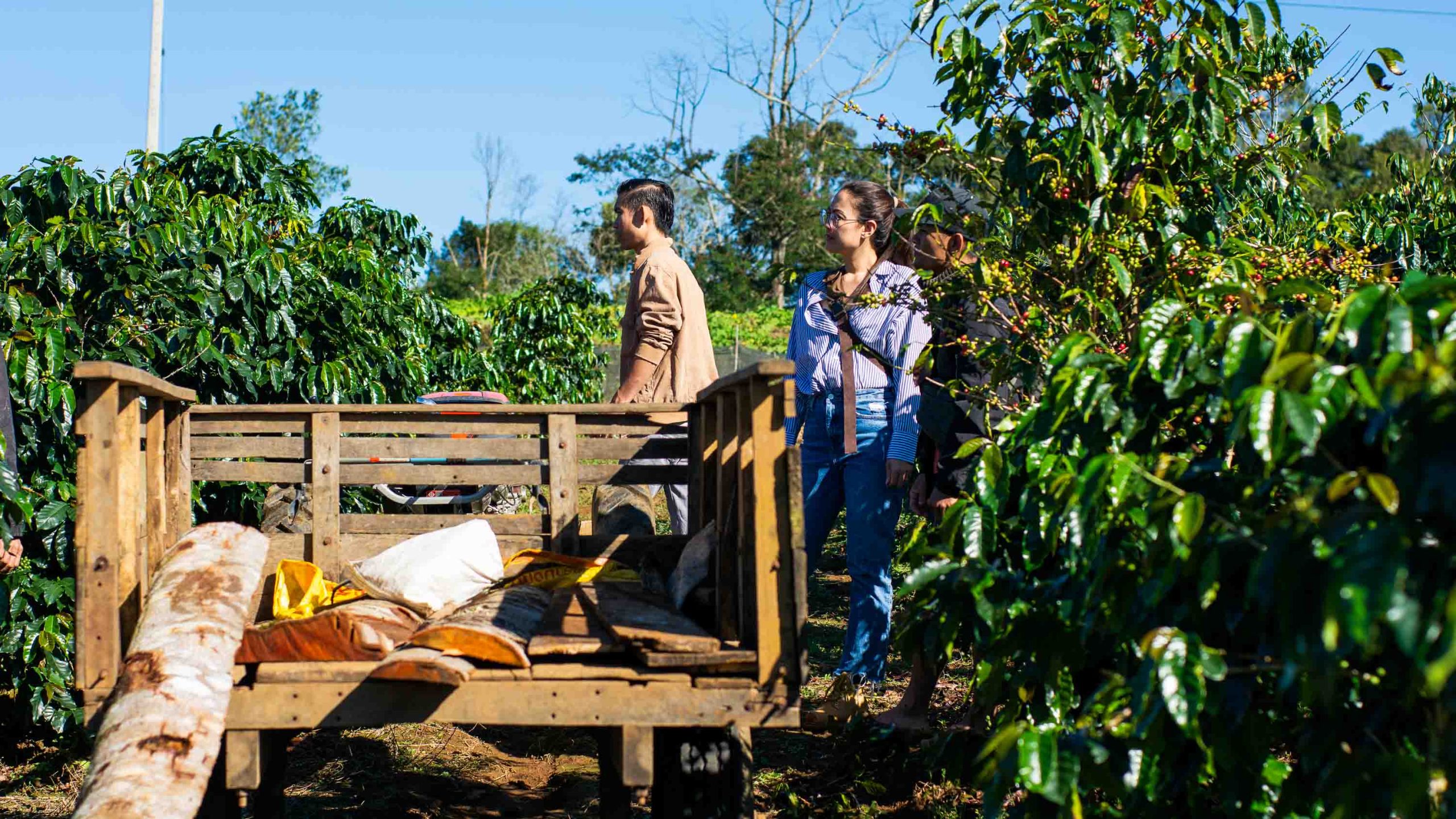 The coffee extraction process :: Green Plantation