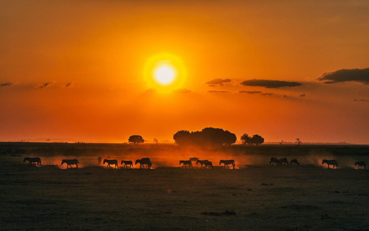 Animals walk across a plain in Kenya at sunset.