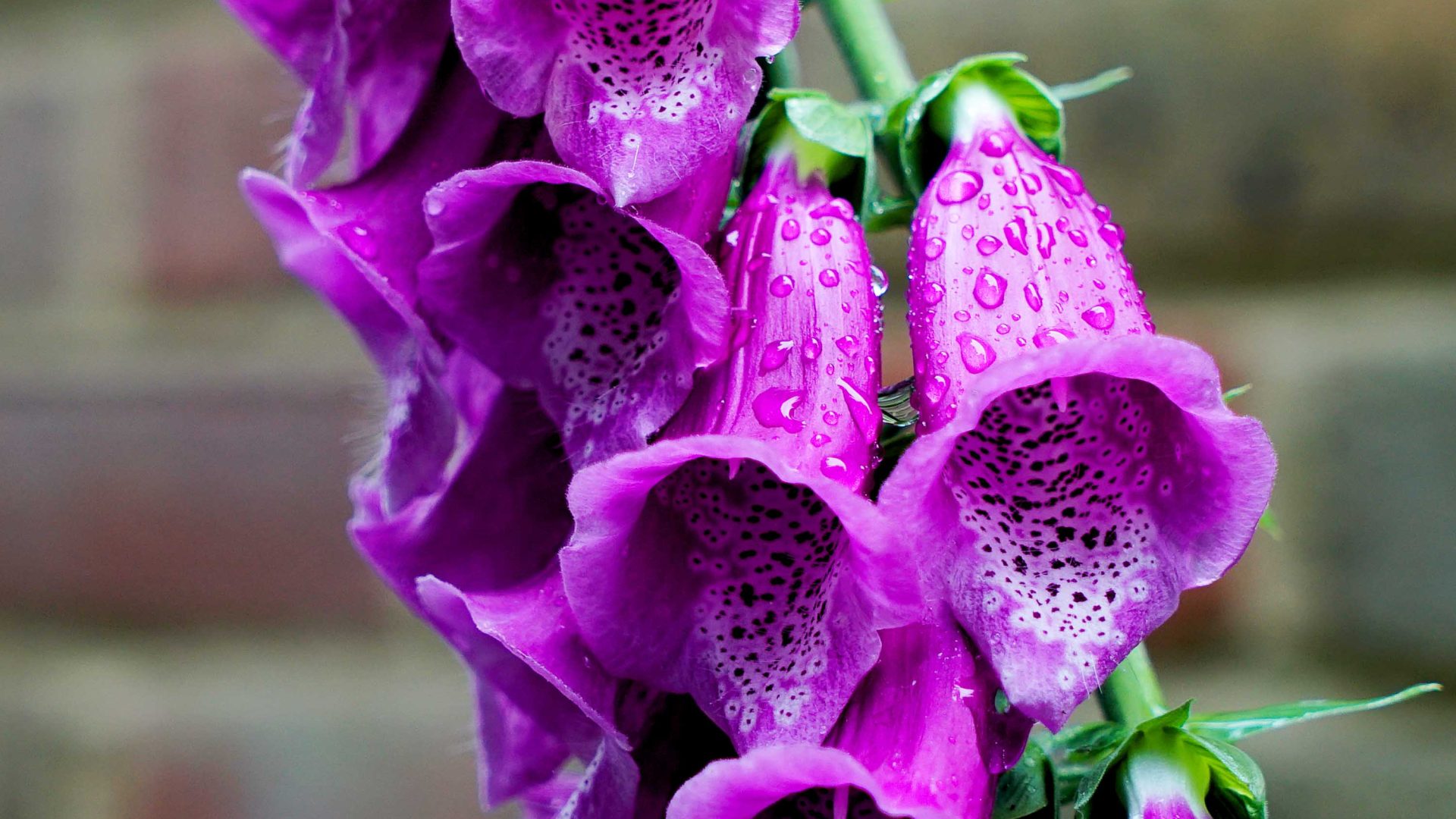 Purple flowers covered in drops of dew.