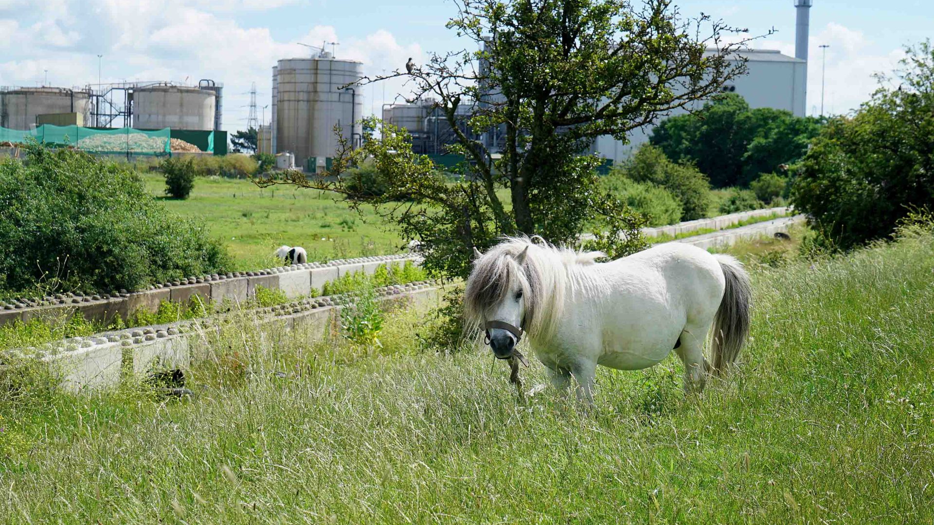 A pony on a hill overlooking buildings.