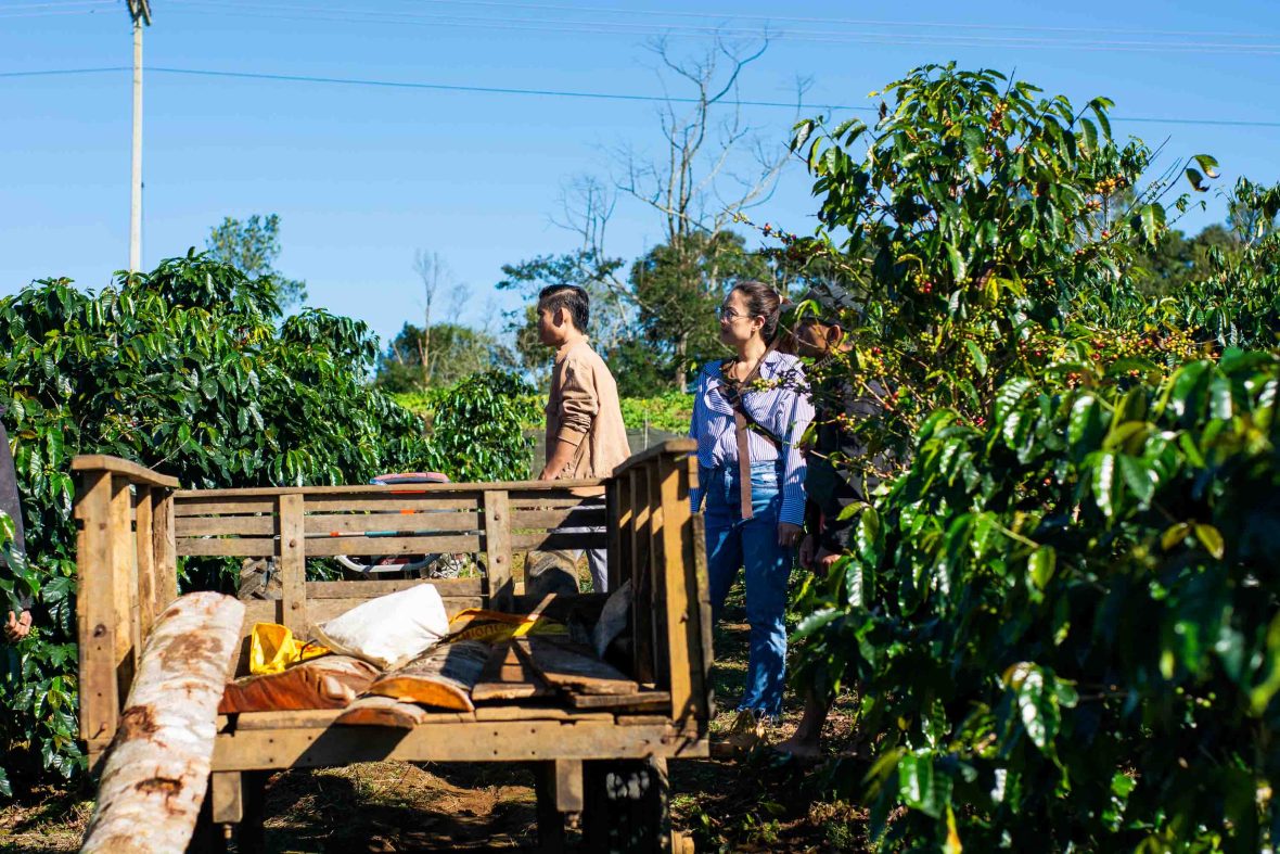 Two people collect coffee beans from the trees for El Trio coffee.
