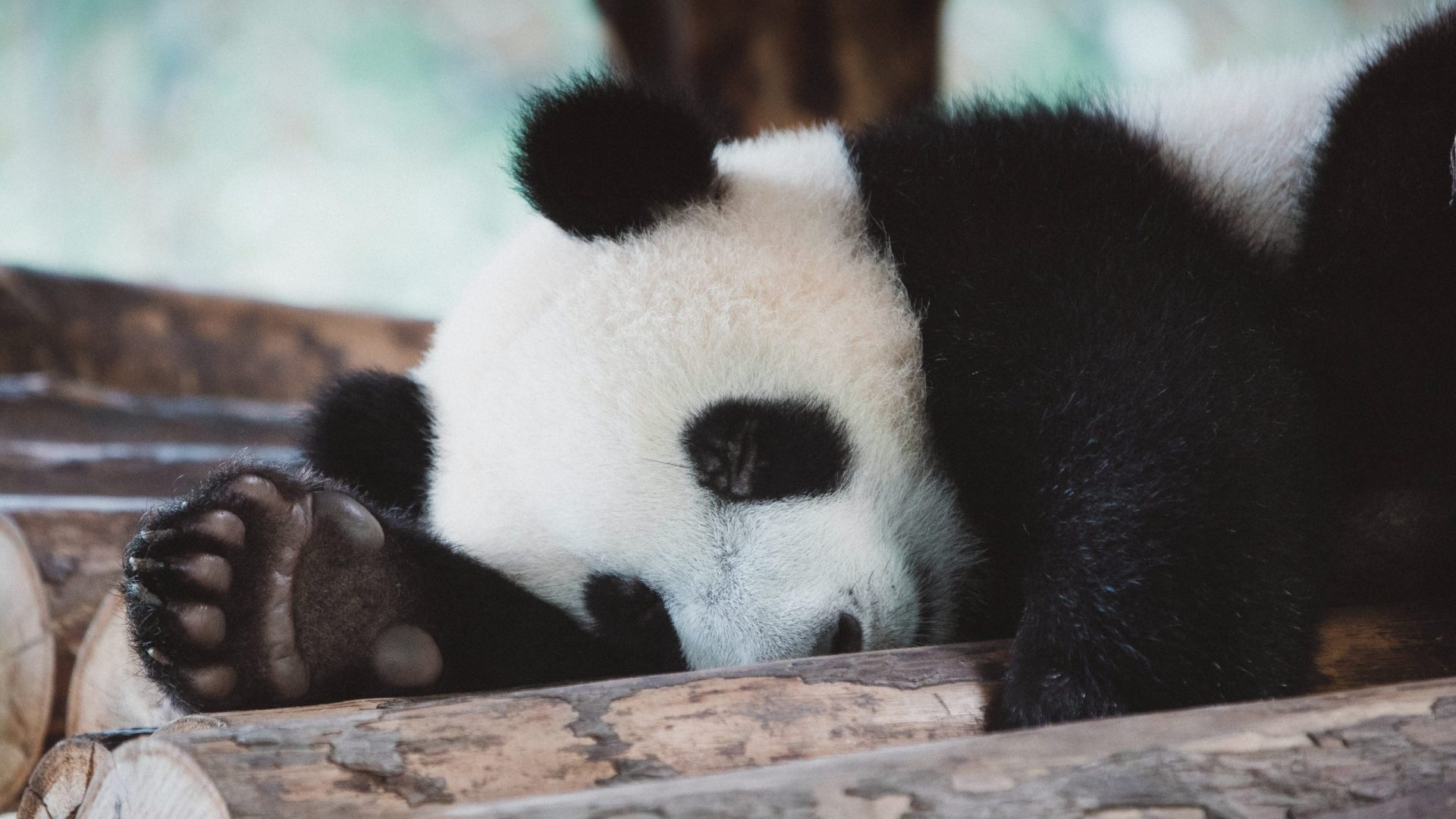 Panda-monium as China’s cutest diplomats head home