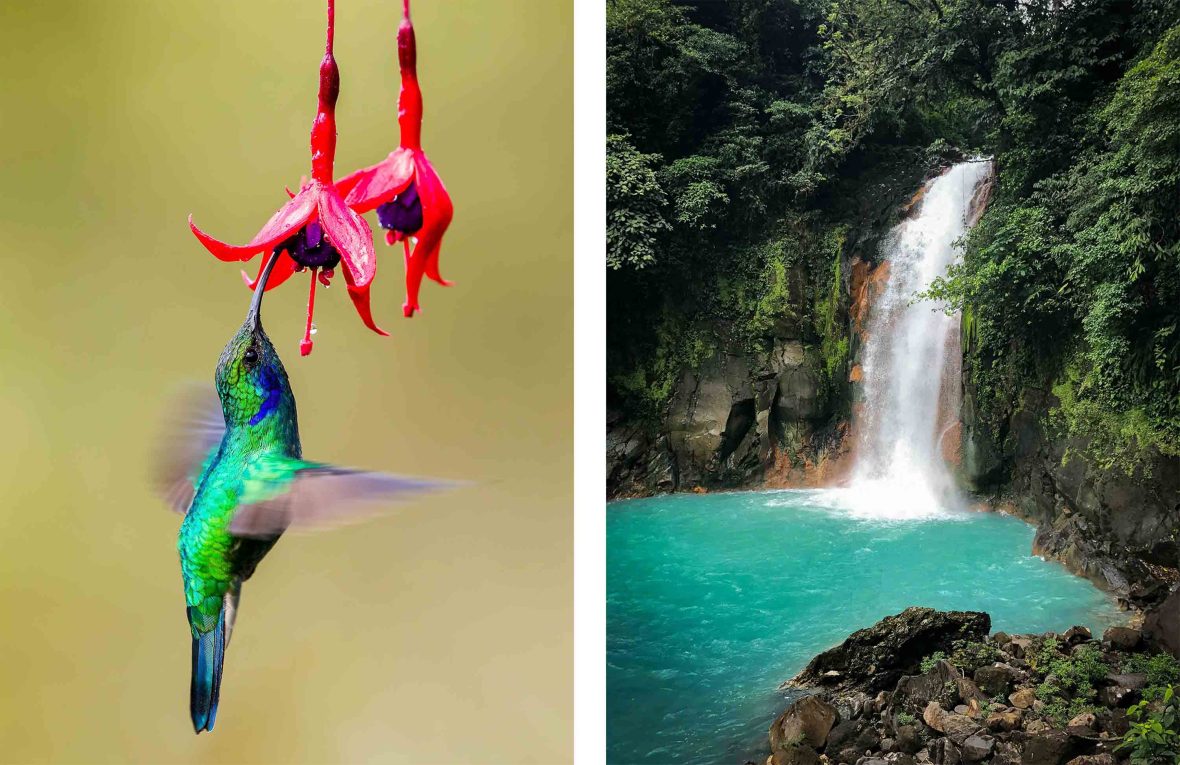 Left: A bird gets nectar from a flower mid flight. Right: A waterfall with blue water in the forest.