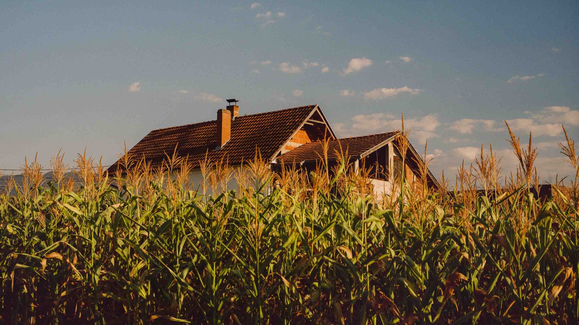 The top of a house is visible above a line of high growing crops.