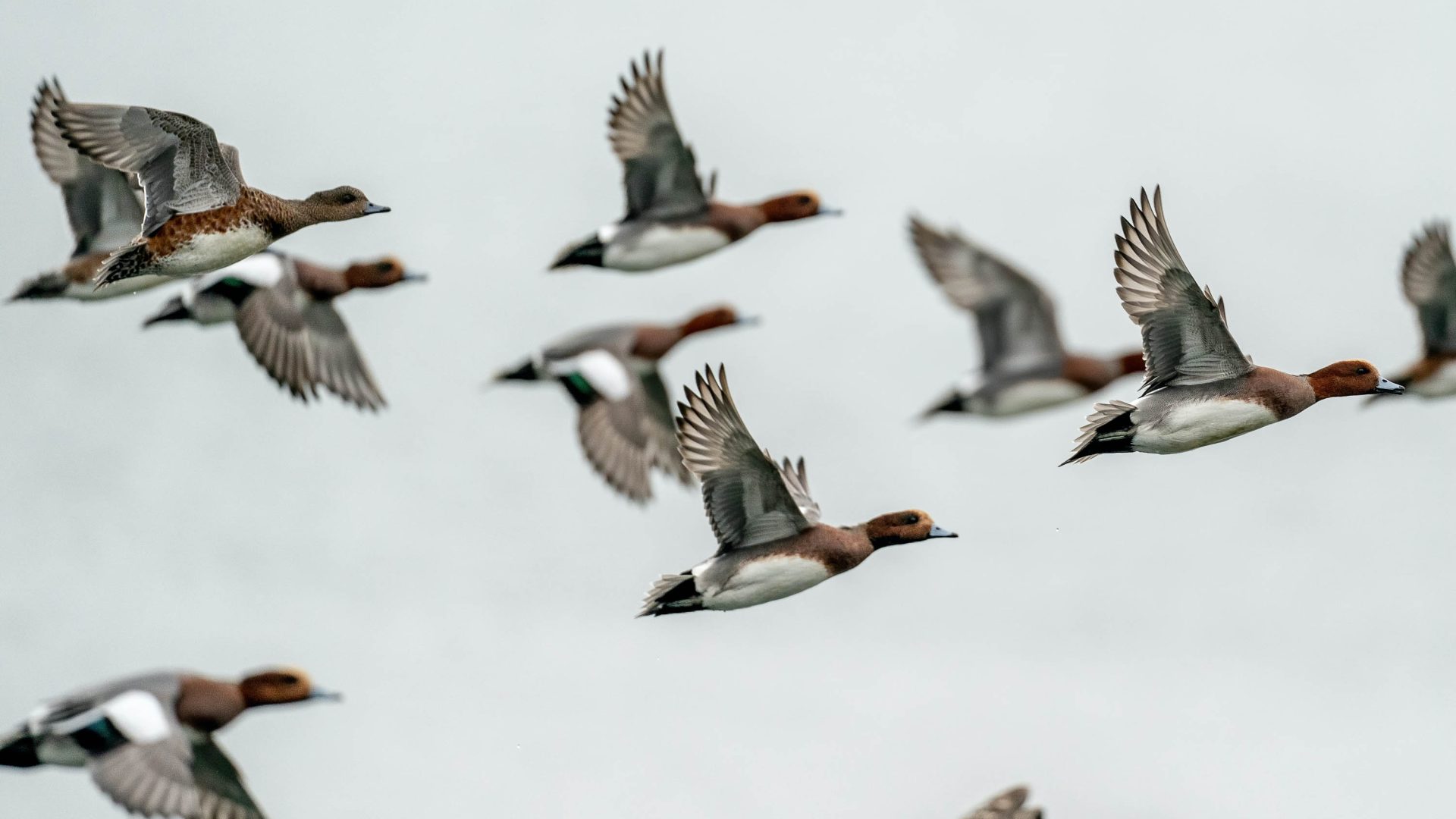 Widgeons in flight.