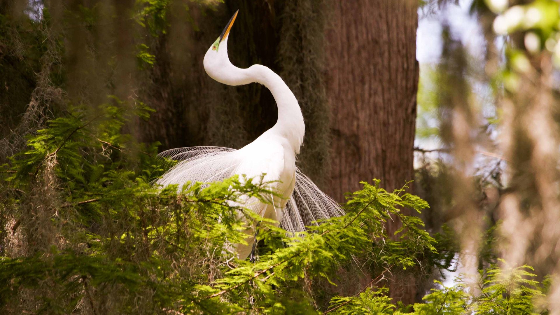 A giant white egret.