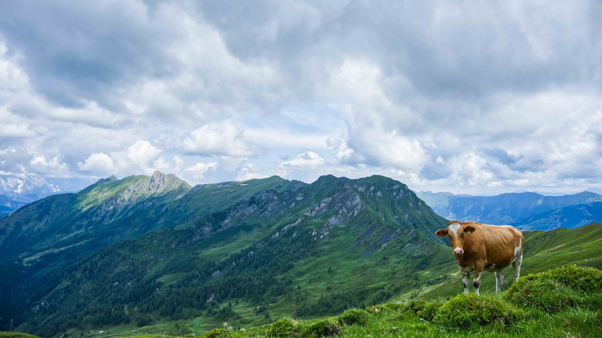 A cow stands on a hill in Austria.