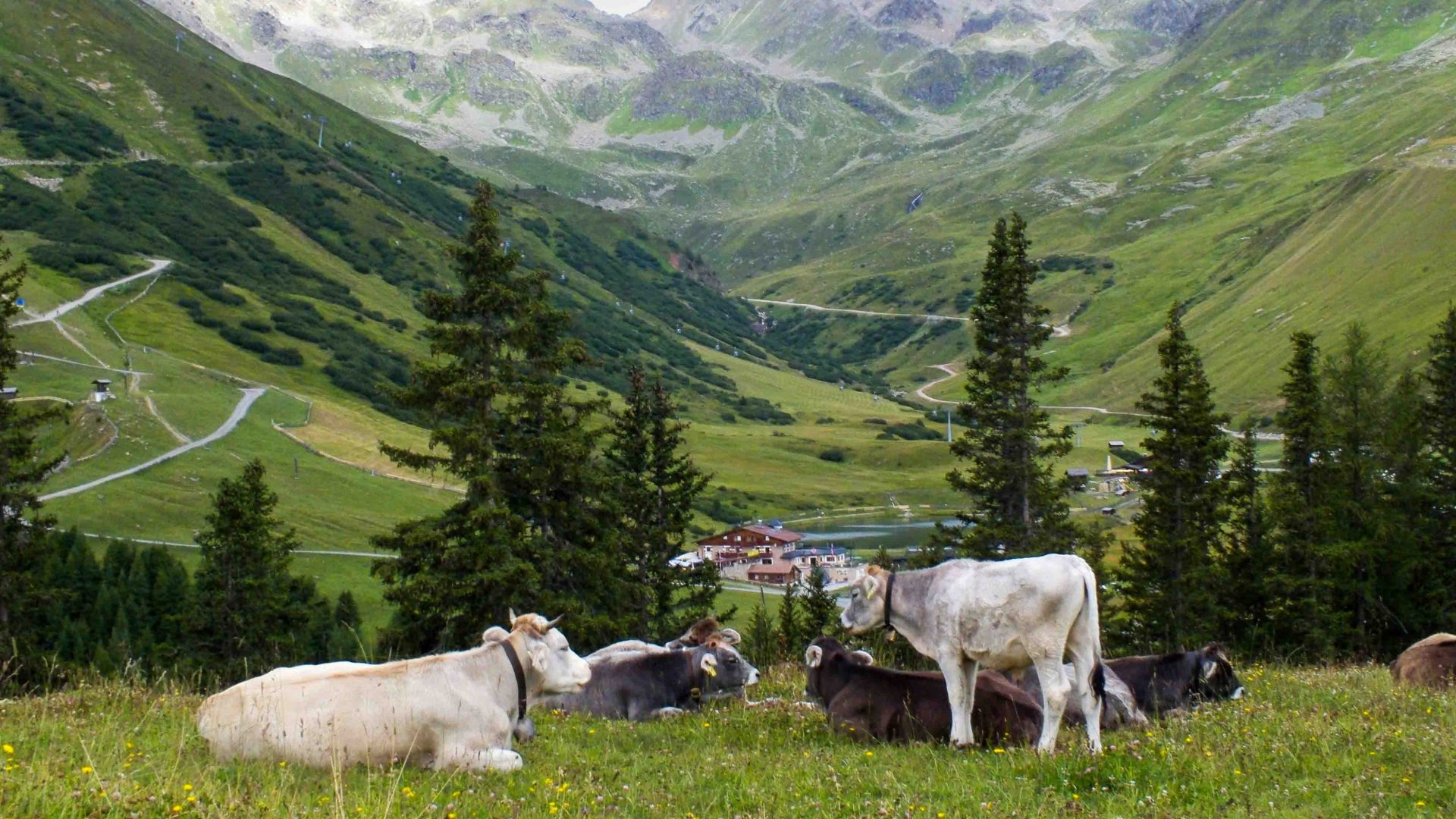 Cattle gather in a valley in Austria.