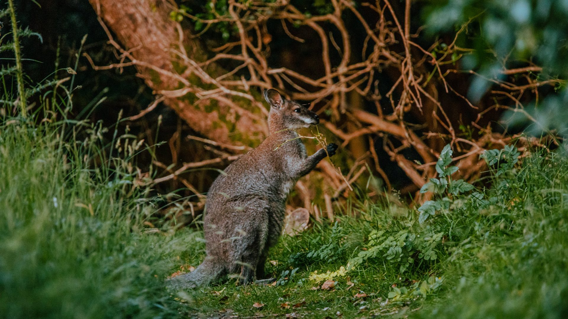 Hundreds of invaders have taken over the Isle of Man. They’re wallabies