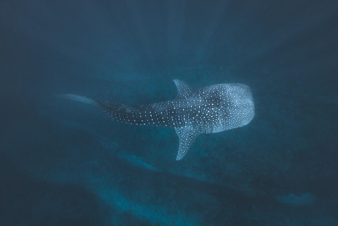 A whale shark (Rhincodon typus) swims through the waters near Ningaloo Reef.