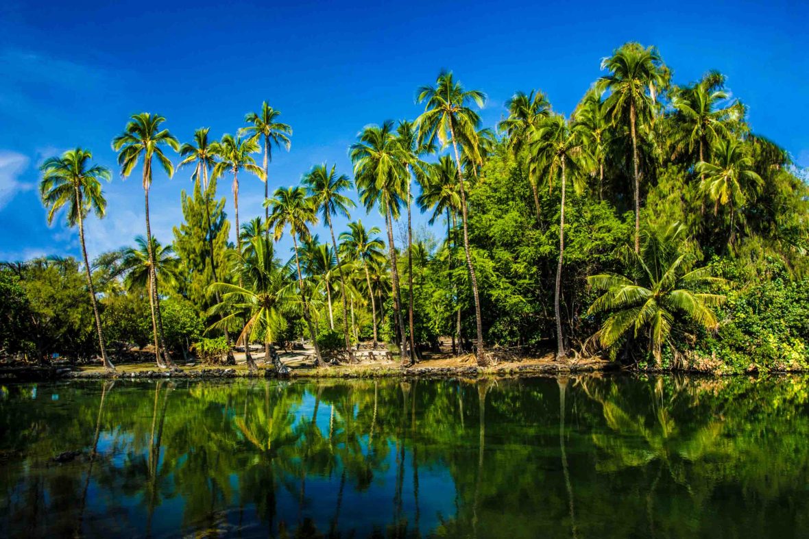 An ancient fish pond or loko kuapā surrounded by palm trees.