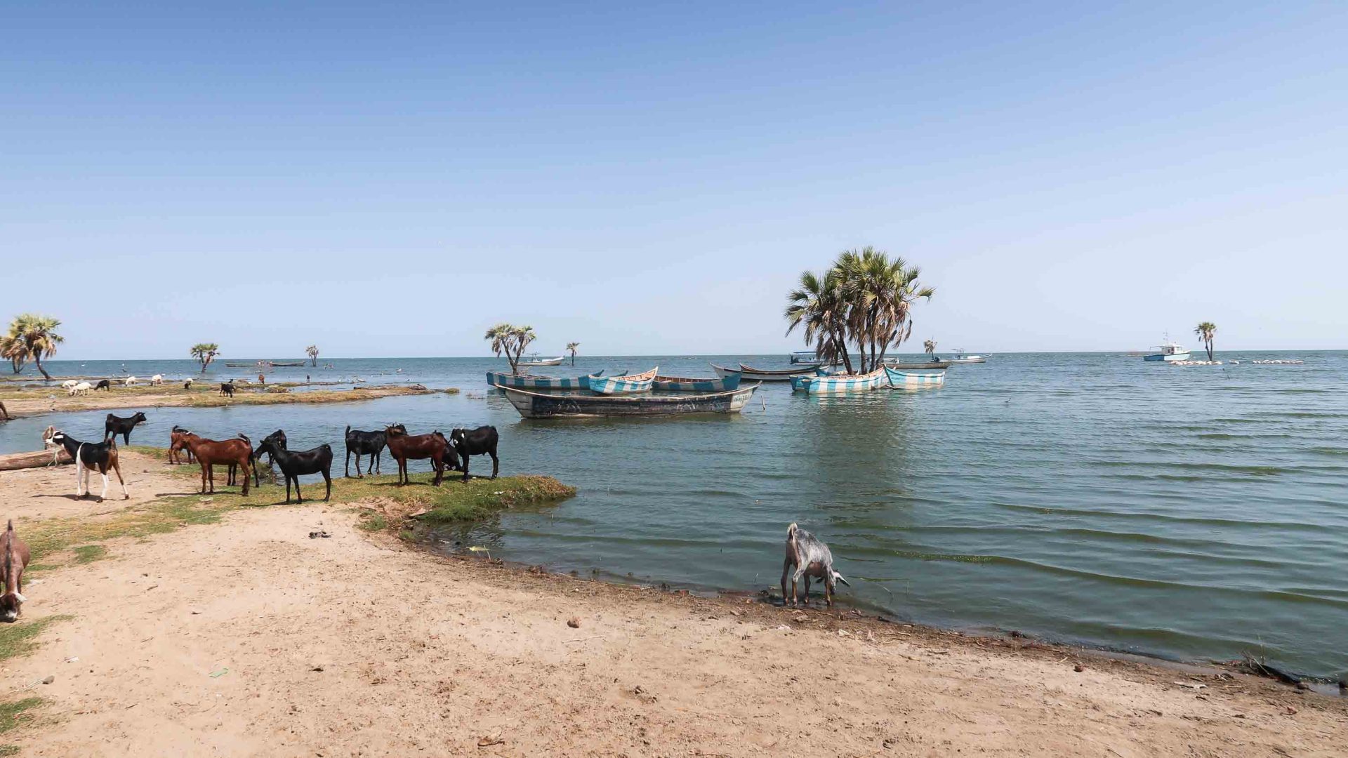 Lake Turkana with goats by the waters edge.