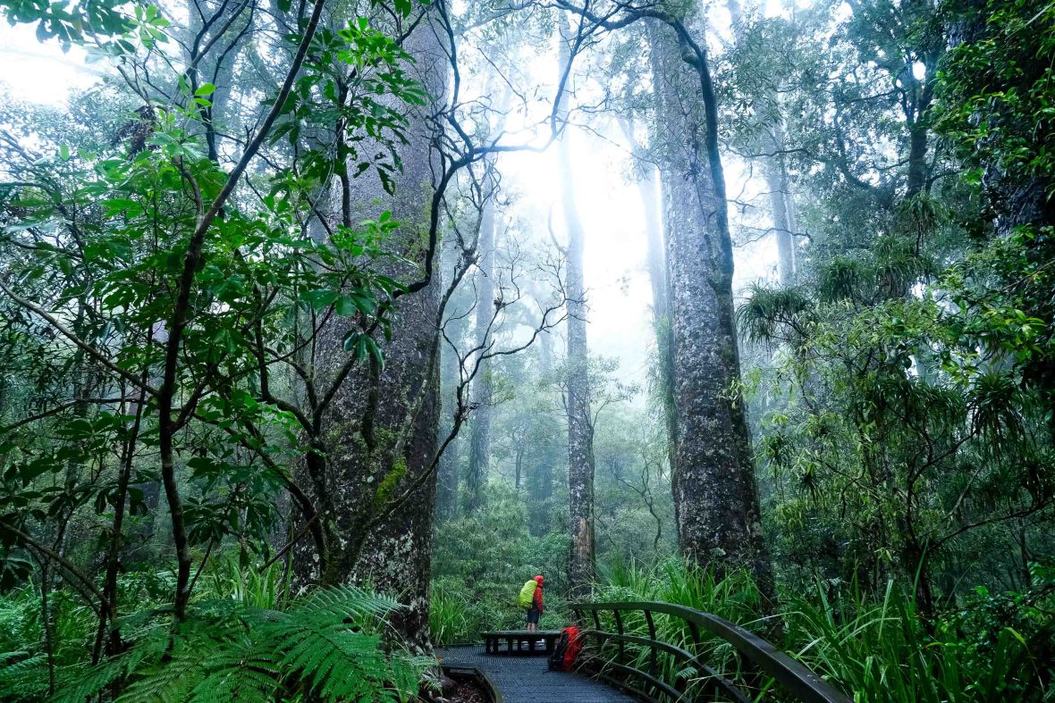 A person stands in a towering, lush rainforest.