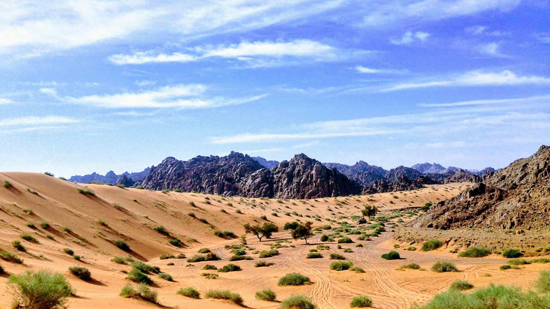 Desert with rocks, sand and green shrubs.