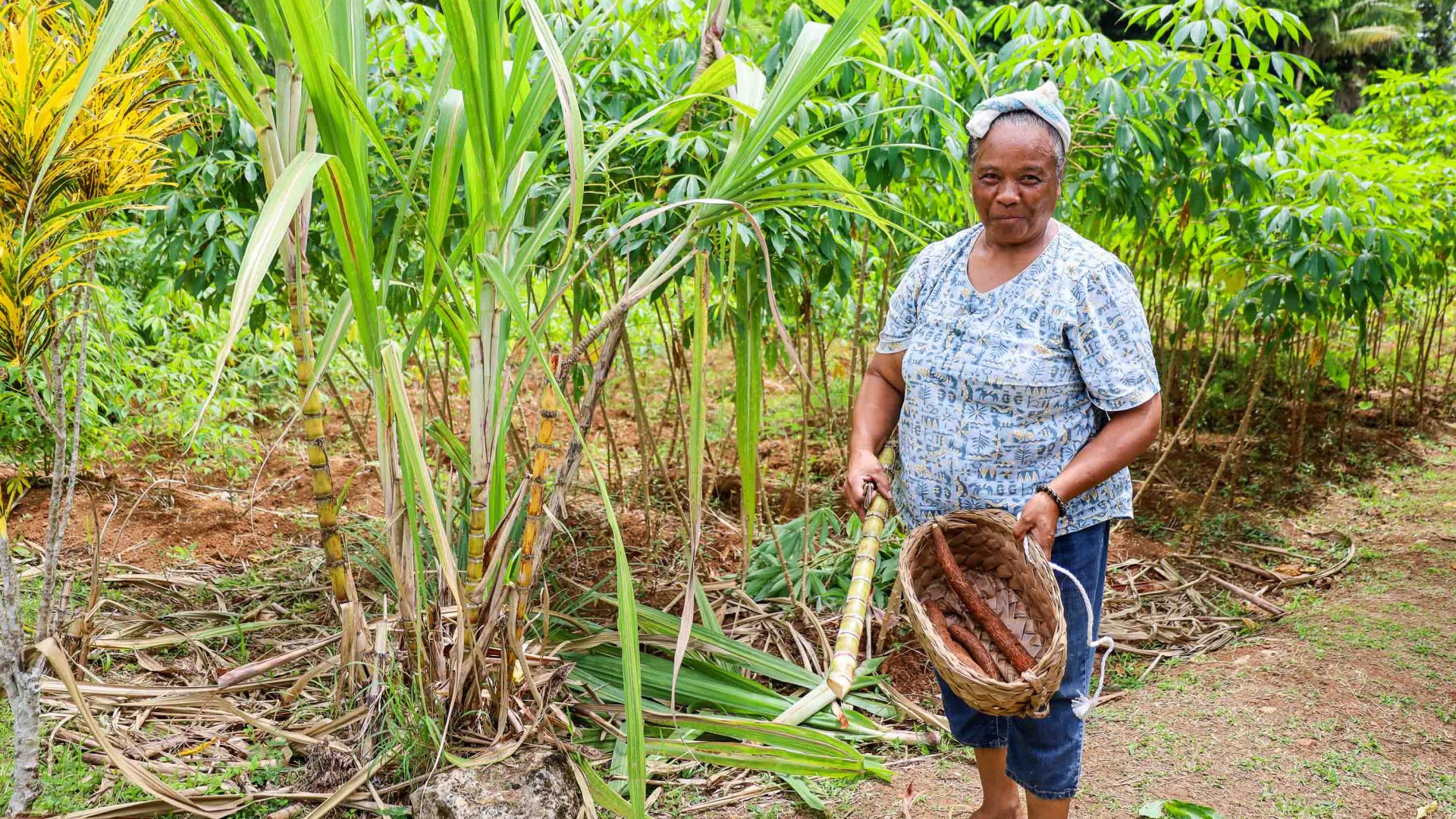 A woman works on the land harvesting vegetables.
