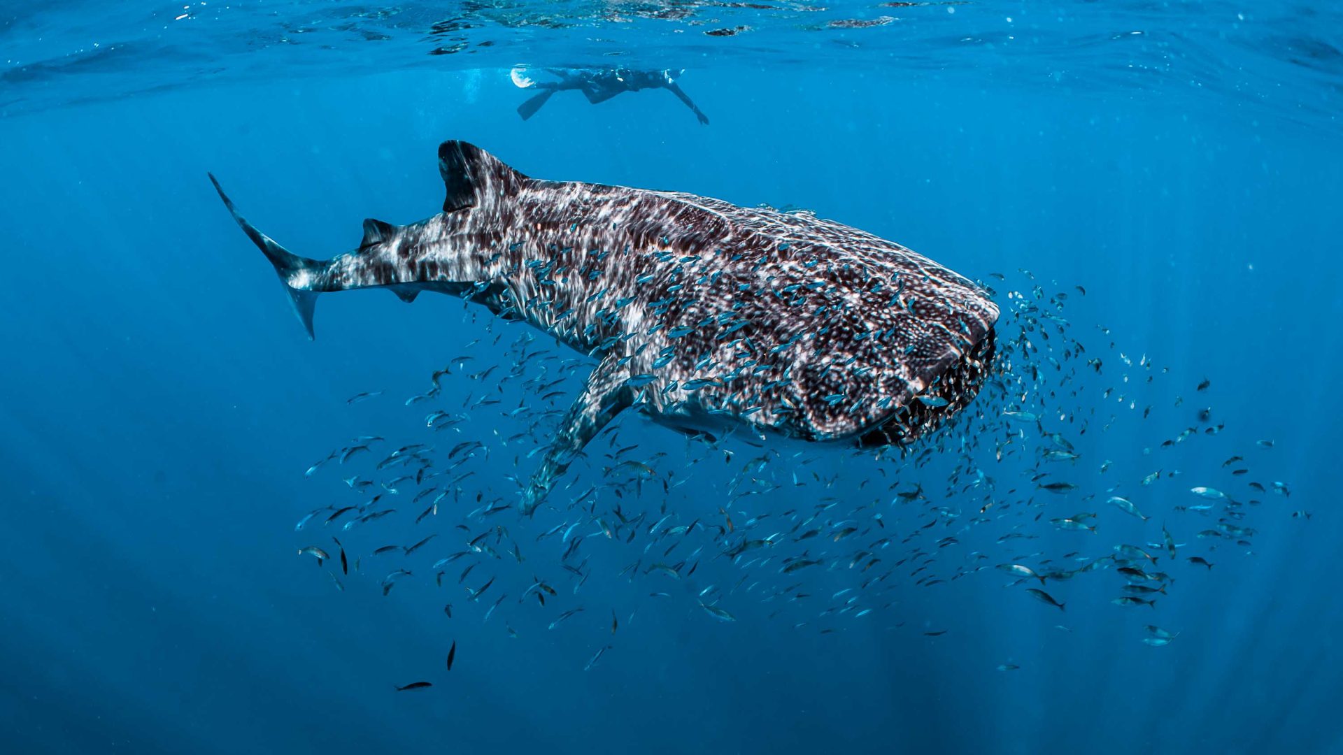 A diver swims above a whale shark which has a school of small fish swimming around it.