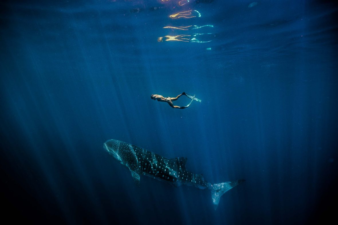 A female swimming above a Whale Shark.
