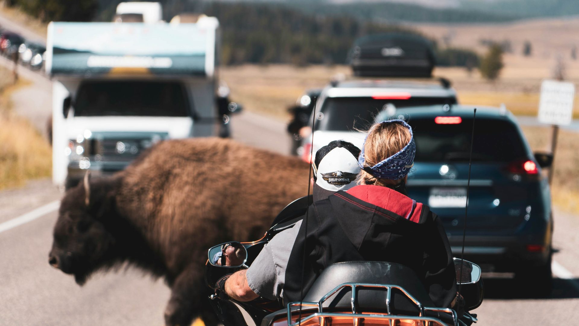 A bison crosses a road, stopping traffic.