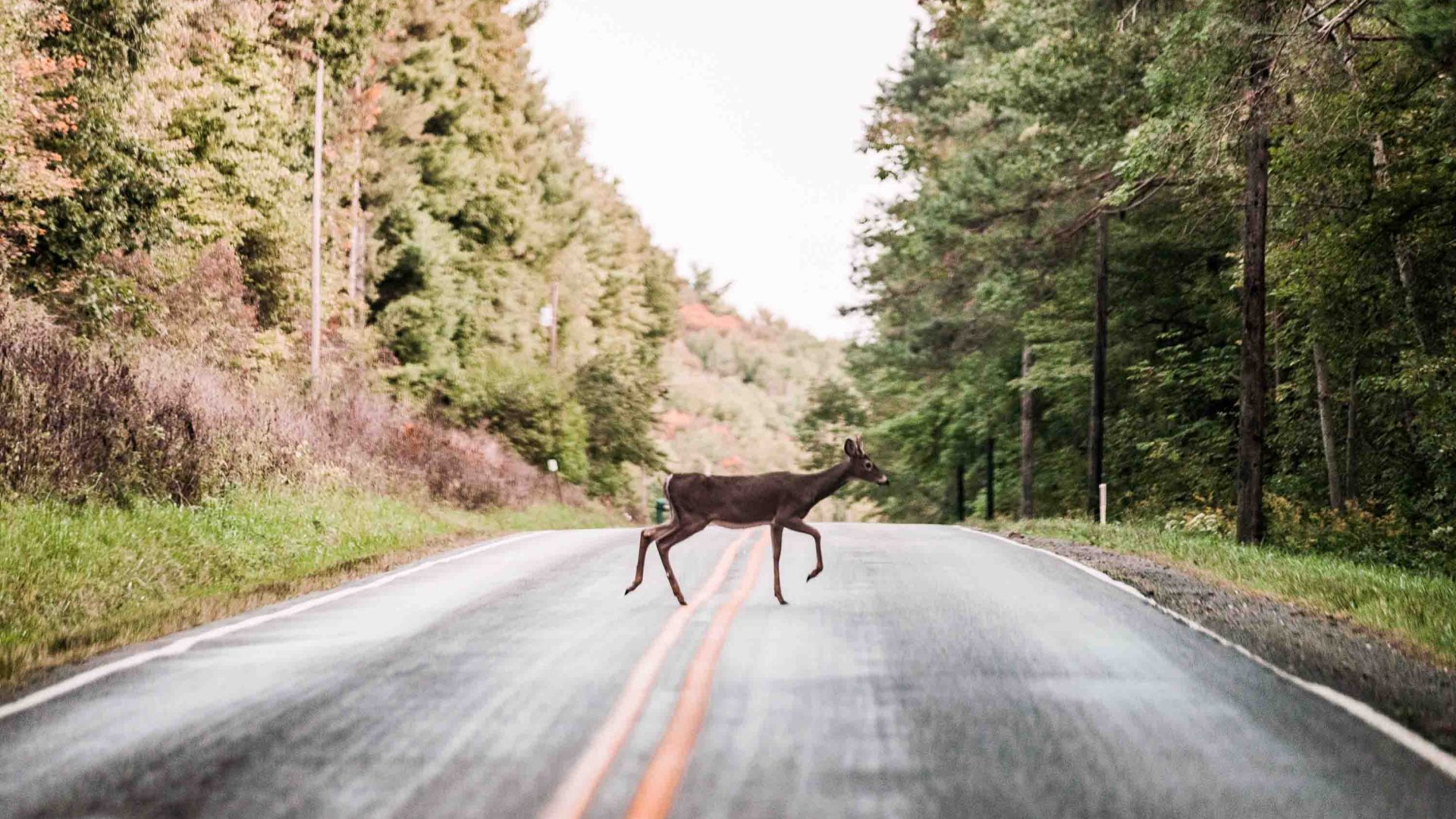 A deer crosses the road.
