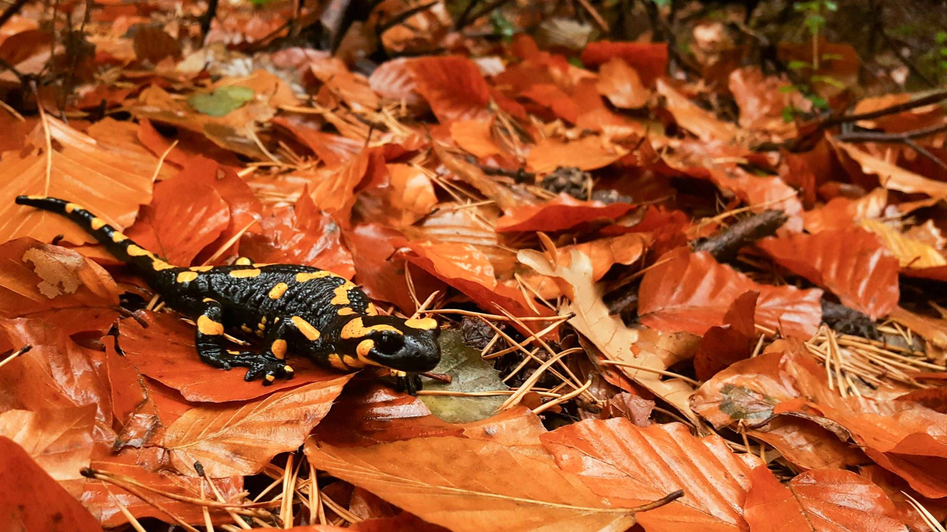 A salamander in amongst brown leaves.