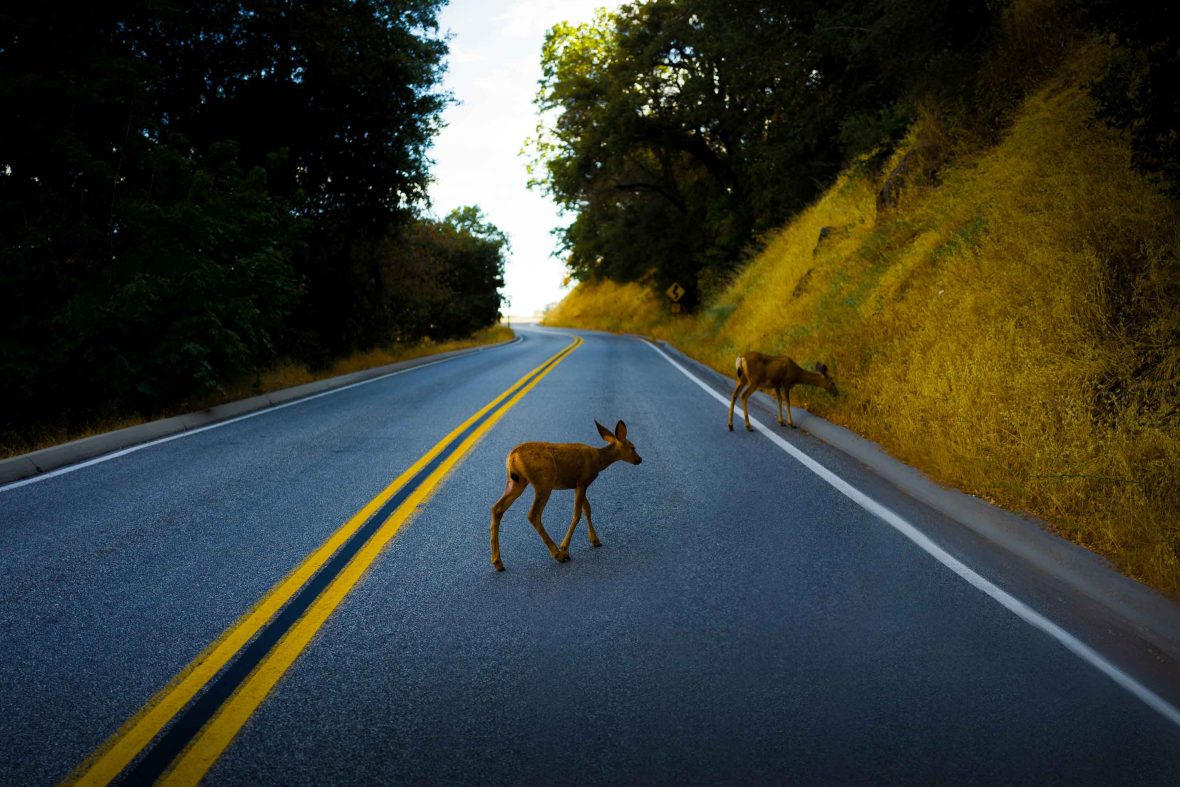This too shall pass: The wildlife crossings saving lives—animals and people