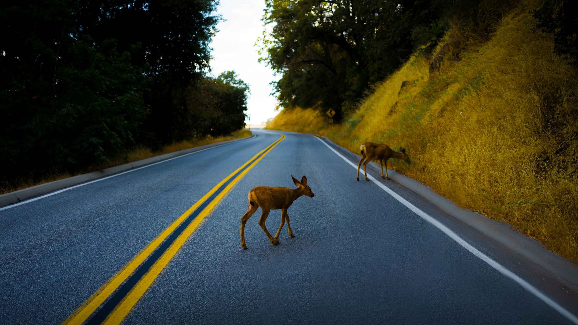 This too shall pass: The wildlife crossings saving lives—animals and people