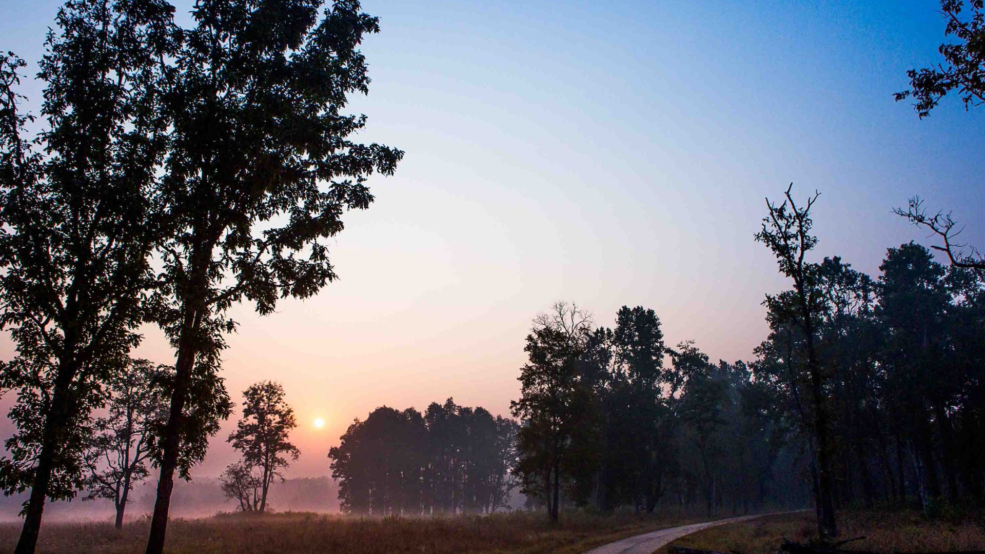 Trees and a dirt road at dusk, in Khana National Park.