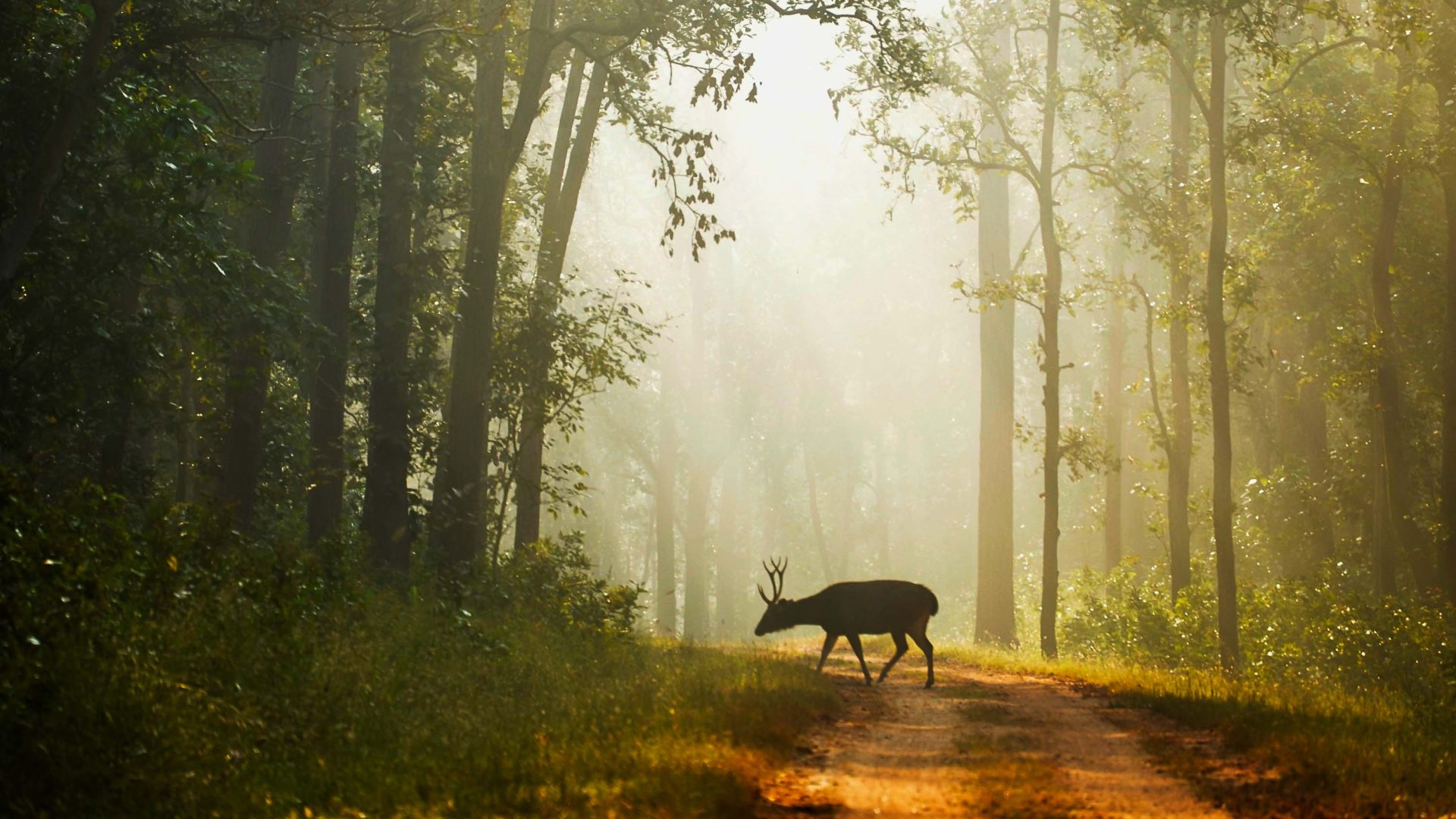 A deer crosses a dirt road, surrounded by trees and soft light.