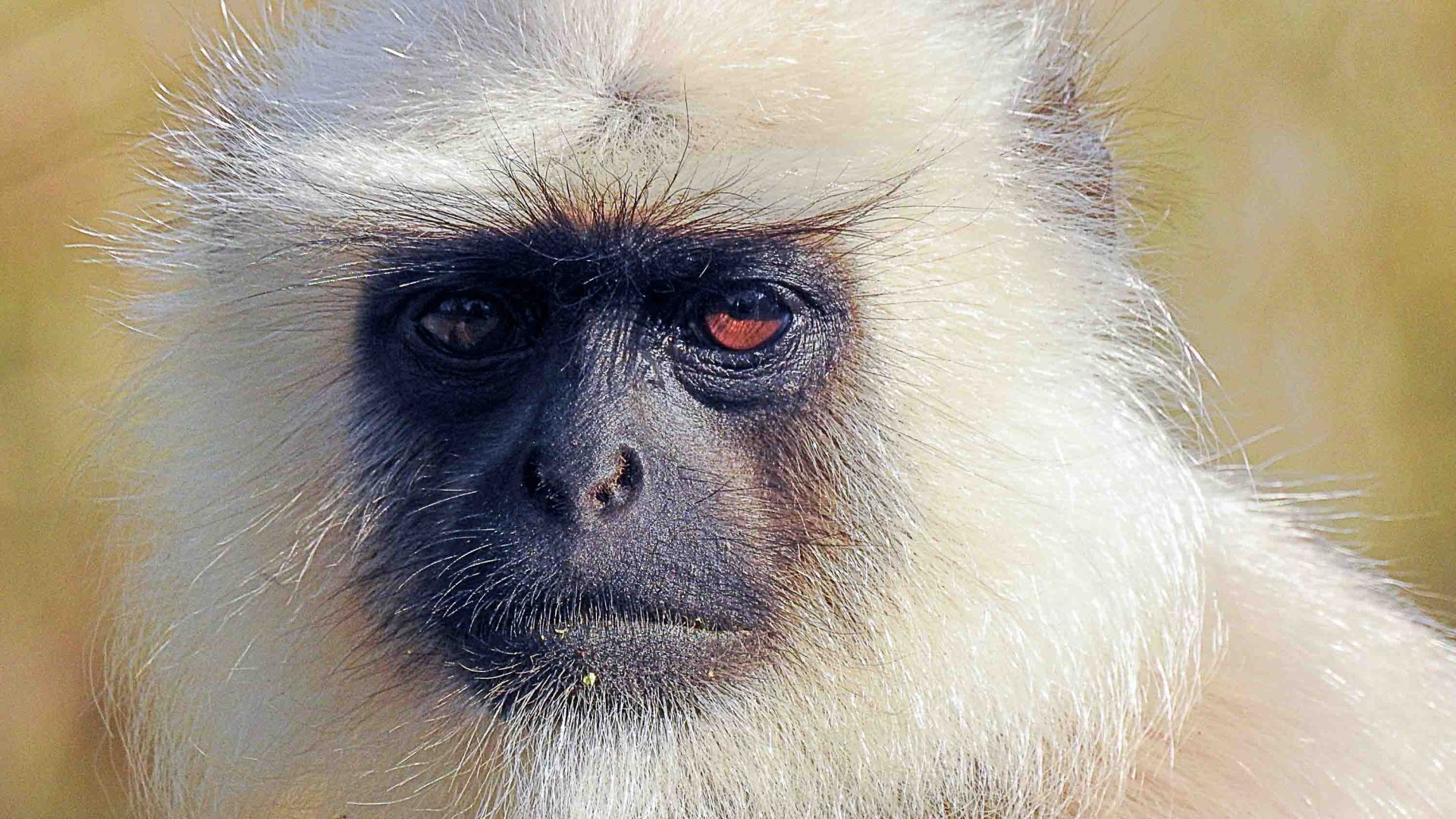 A close up of a langur's face.