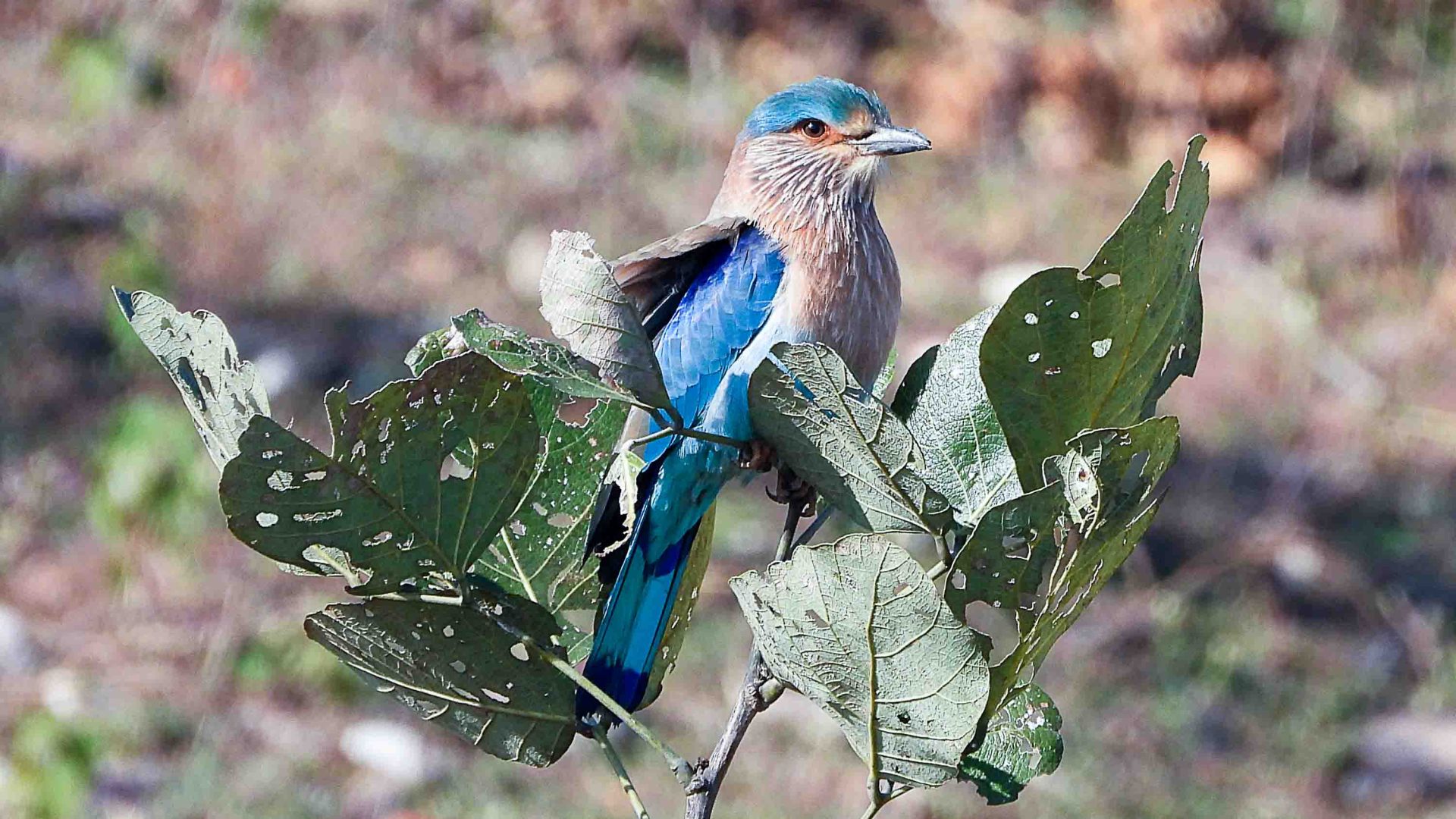 A blue bird sits on a branch.