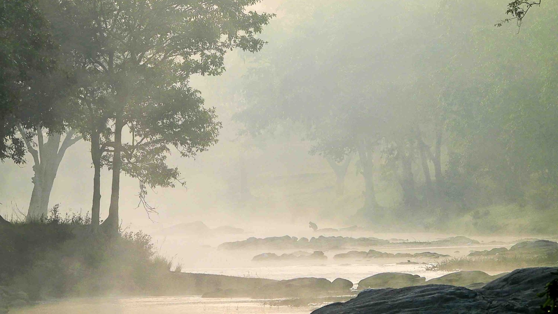 A soft haze over a river flanked by trees.