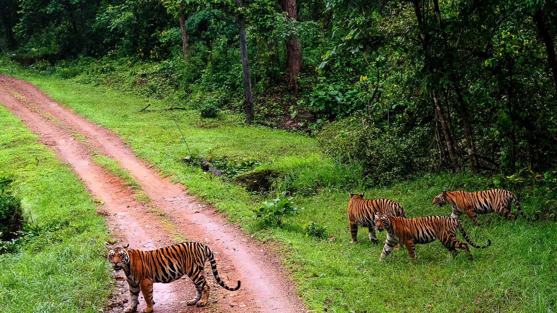 Tigers cross a dirt road.