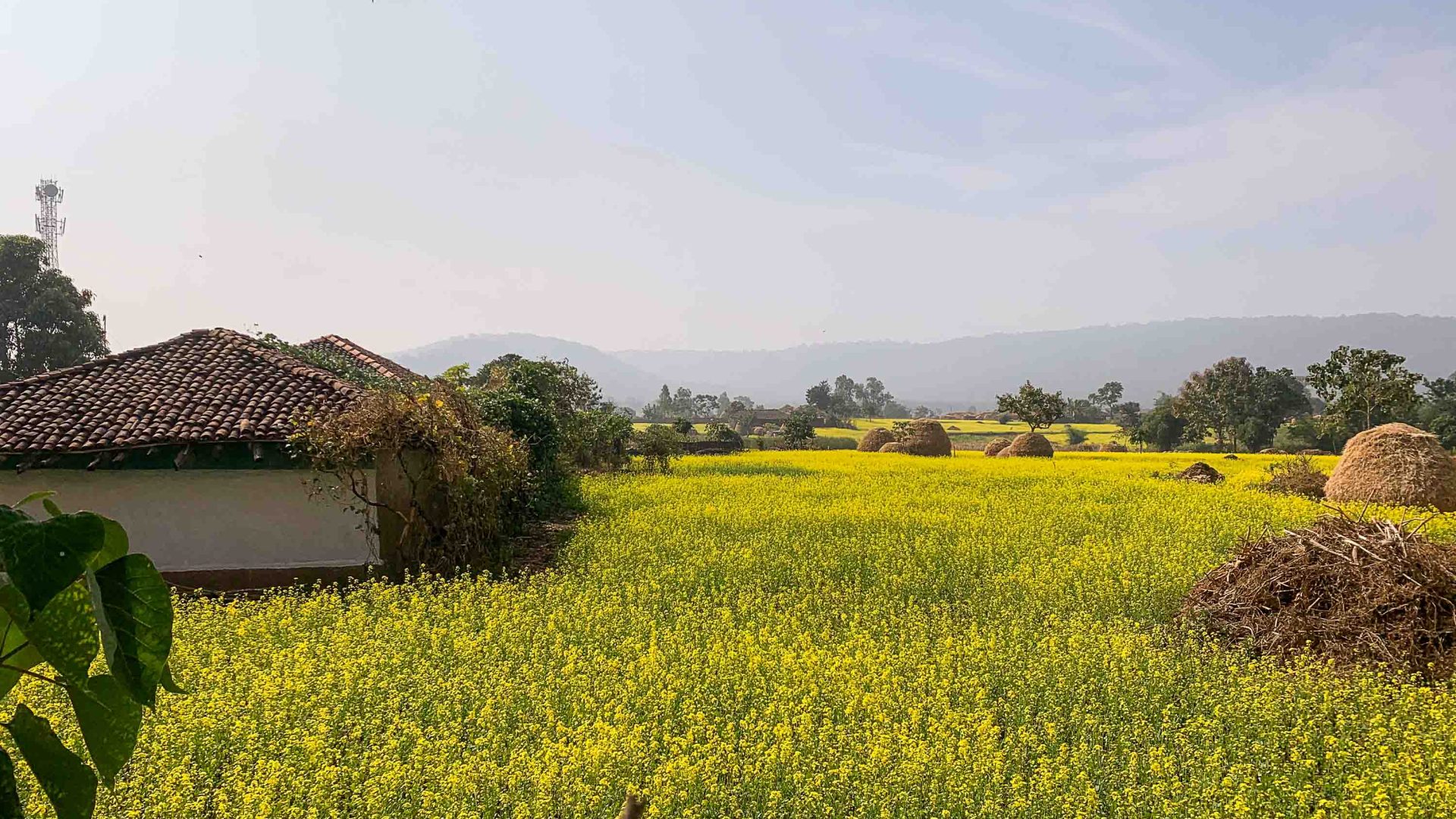 A hut amongst vibrant yellow mustard fields.