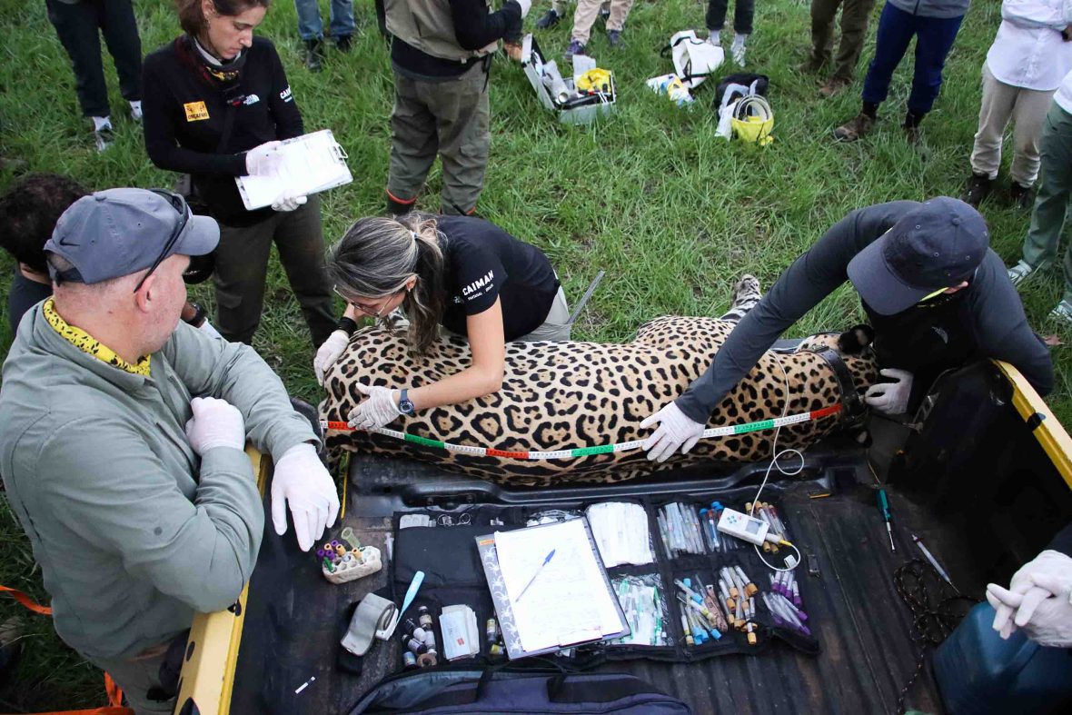 A female ranger measures and works with a sedated jaguar.