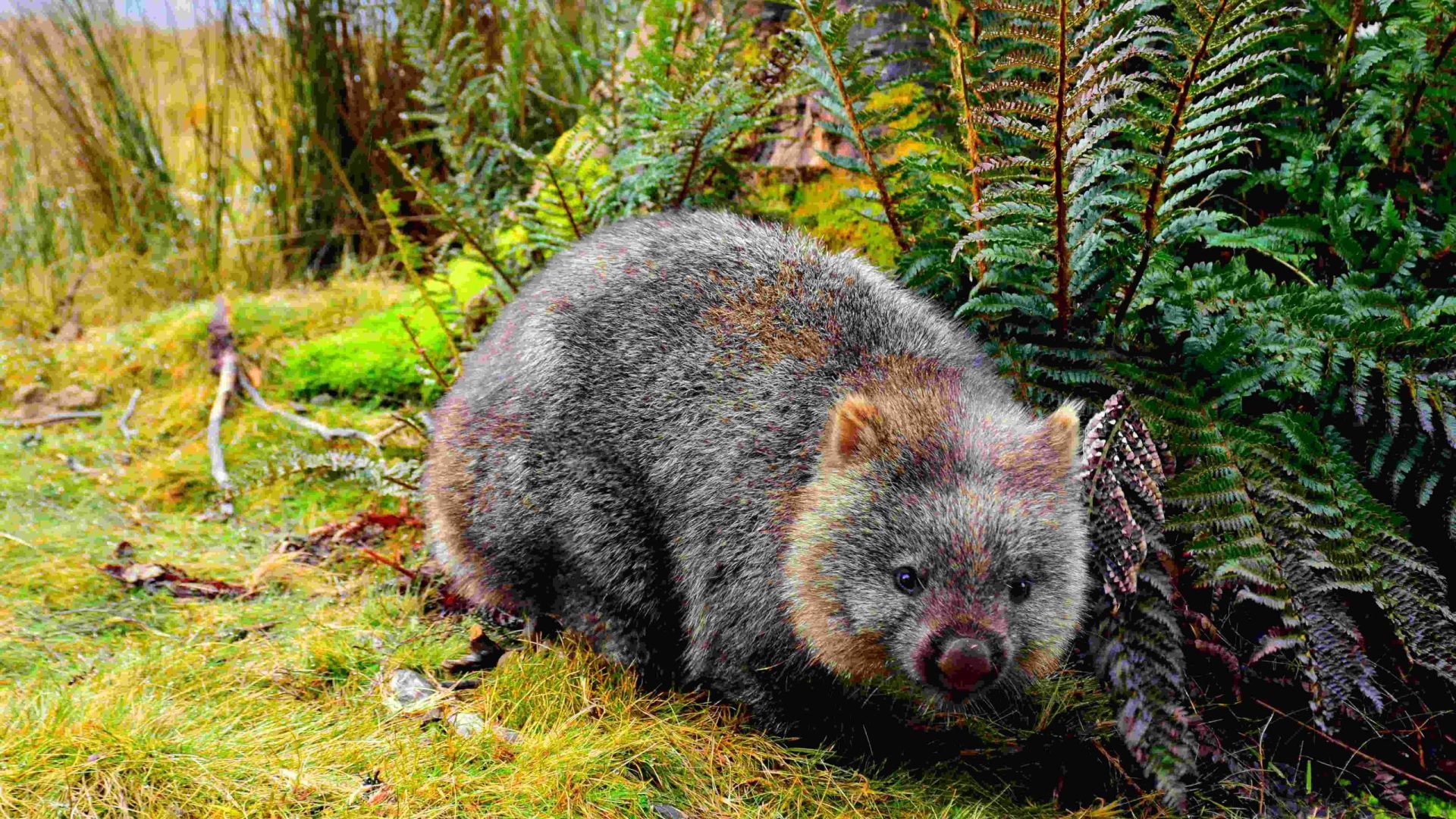 Want to be a wombat walker? Tasmania is hiring