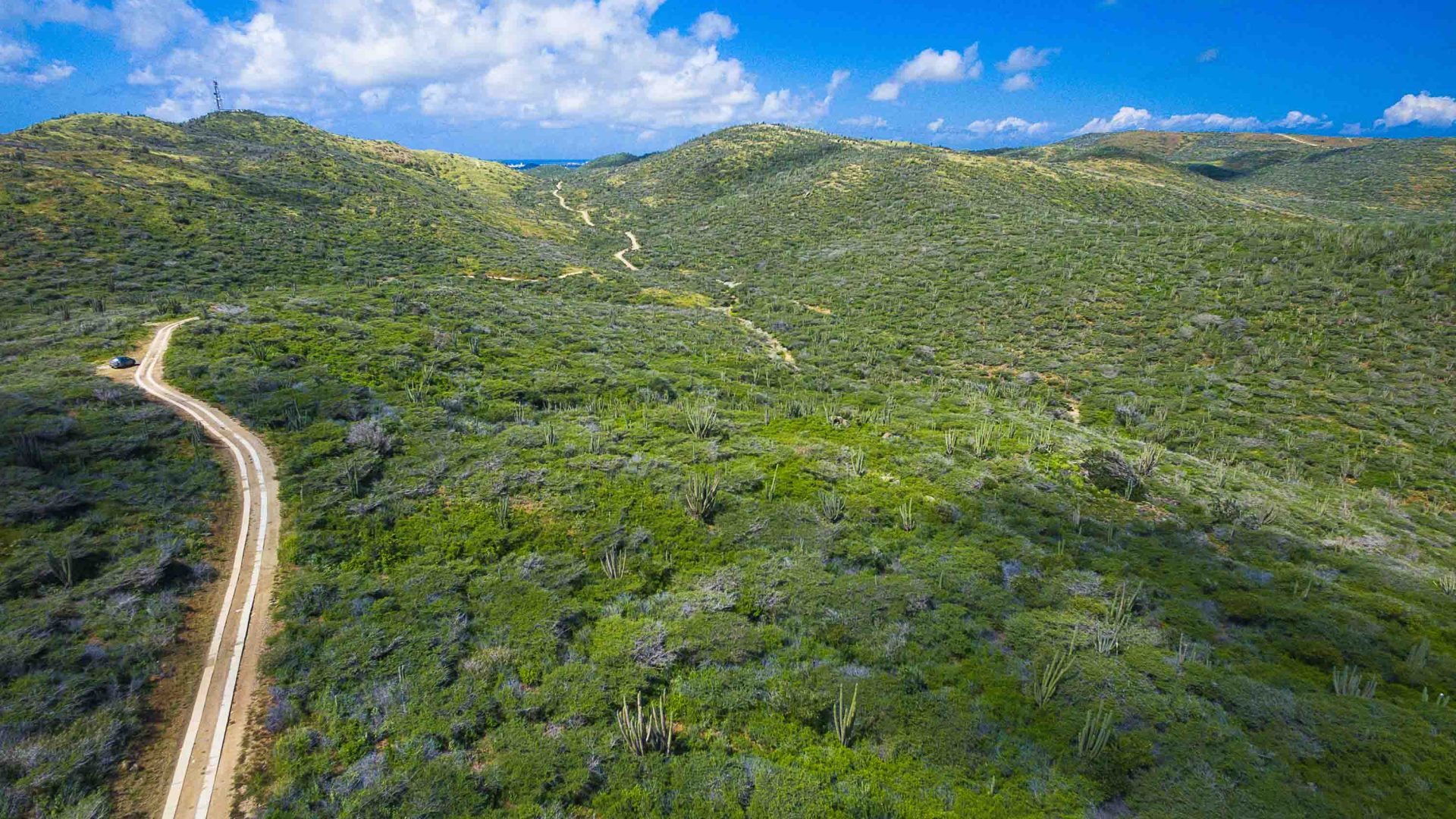 Green trees surround a dirt road.