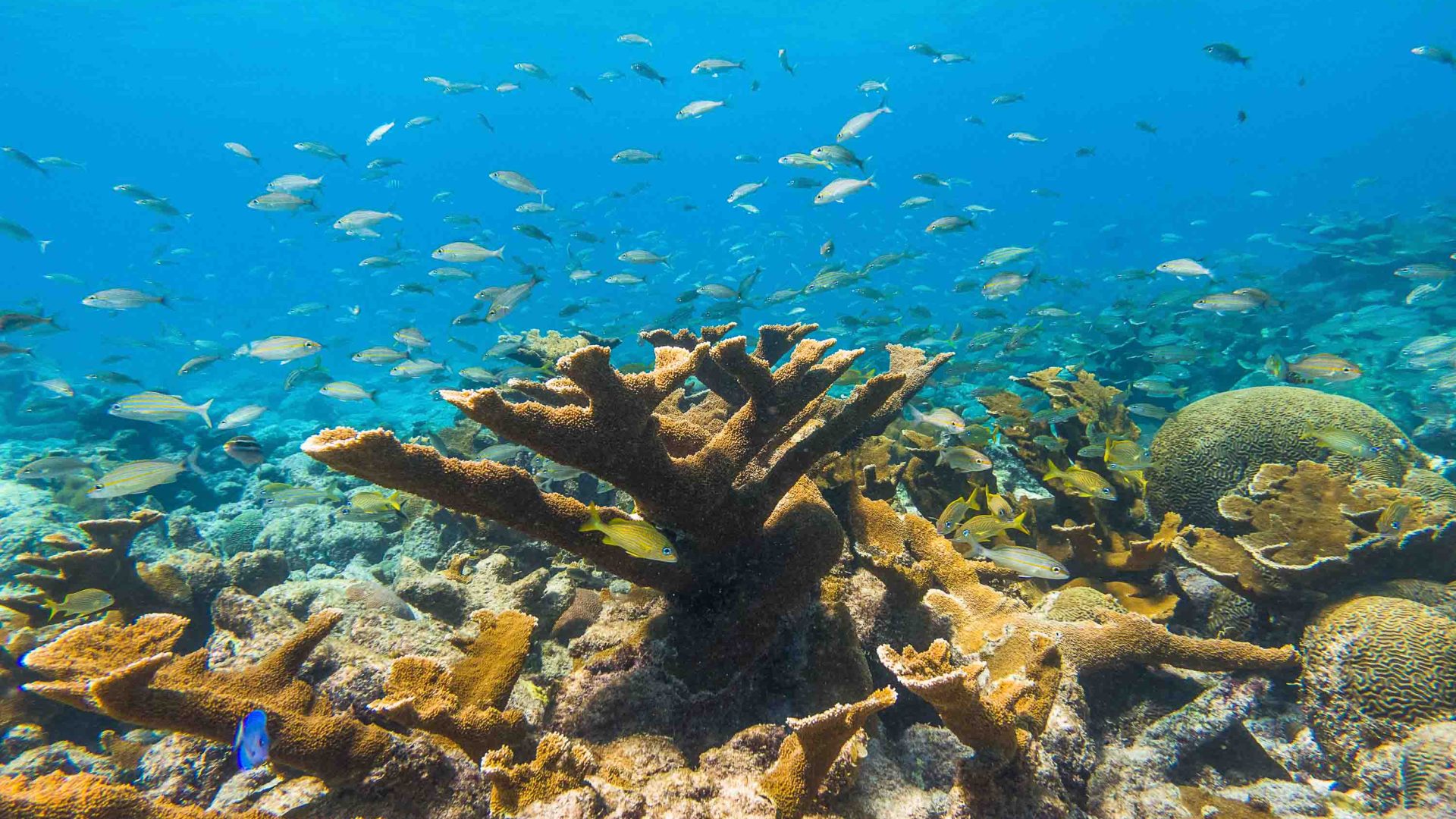 Coral and fish underwater in the clear water of Aruba.