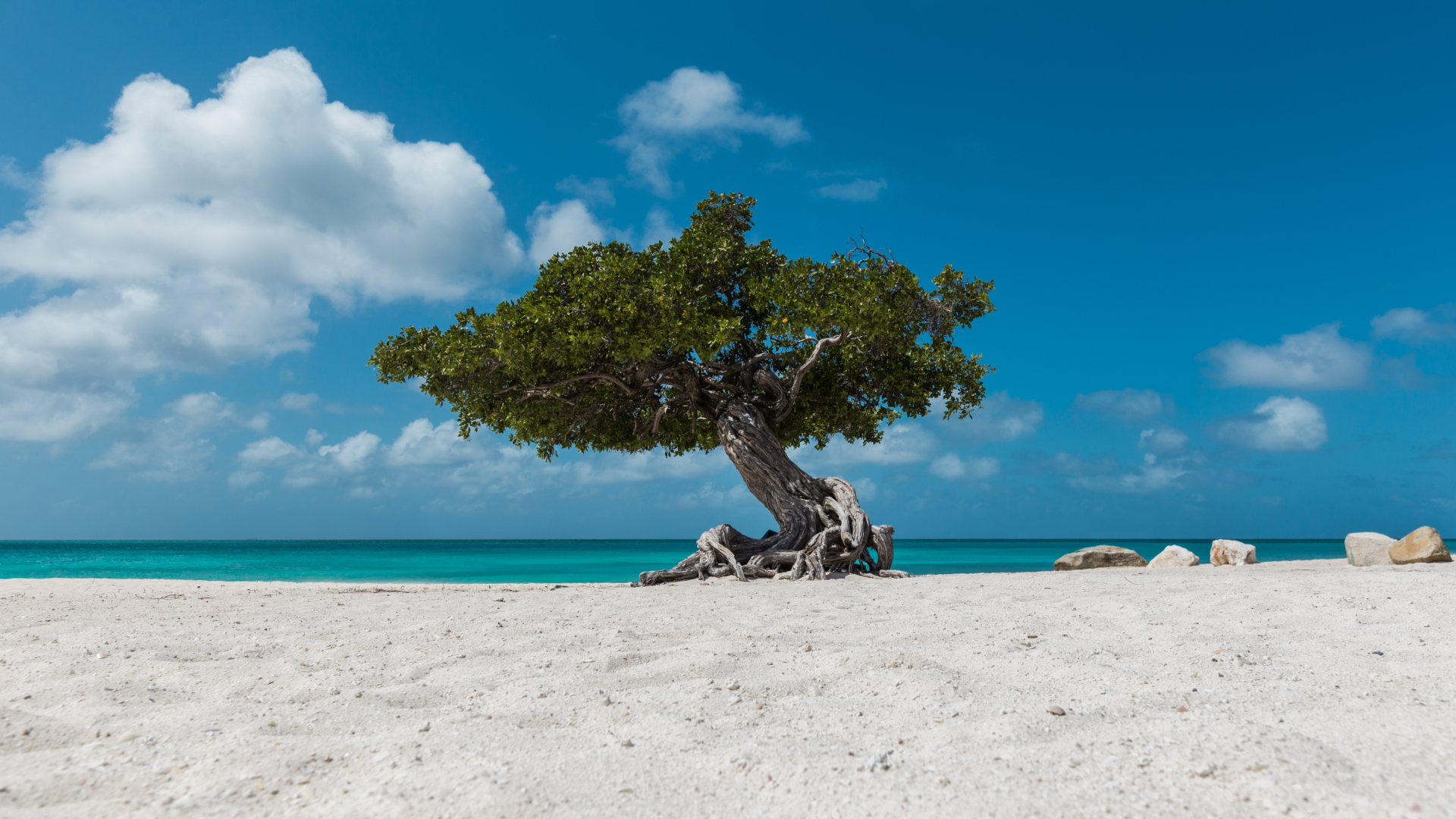 singular divi tree on a white sand beach in aruba