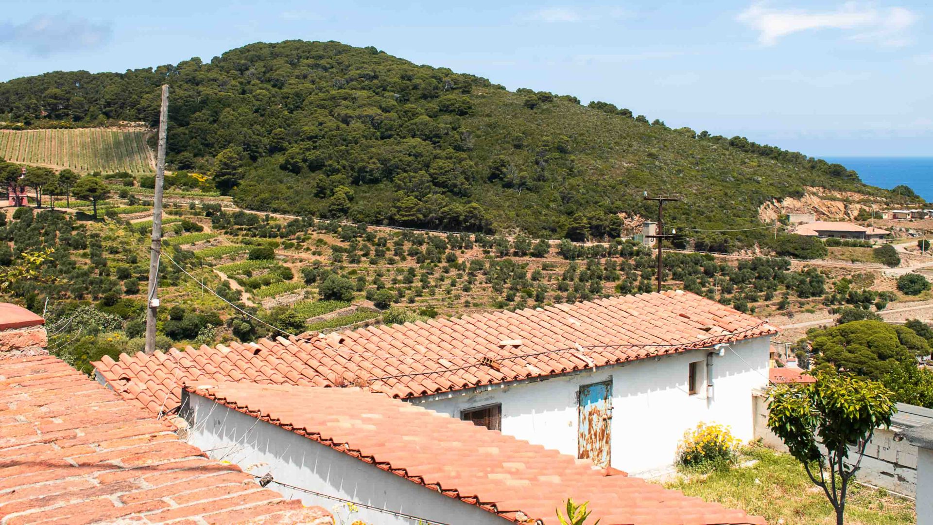 Farm outhouses overlooking the vineyards.