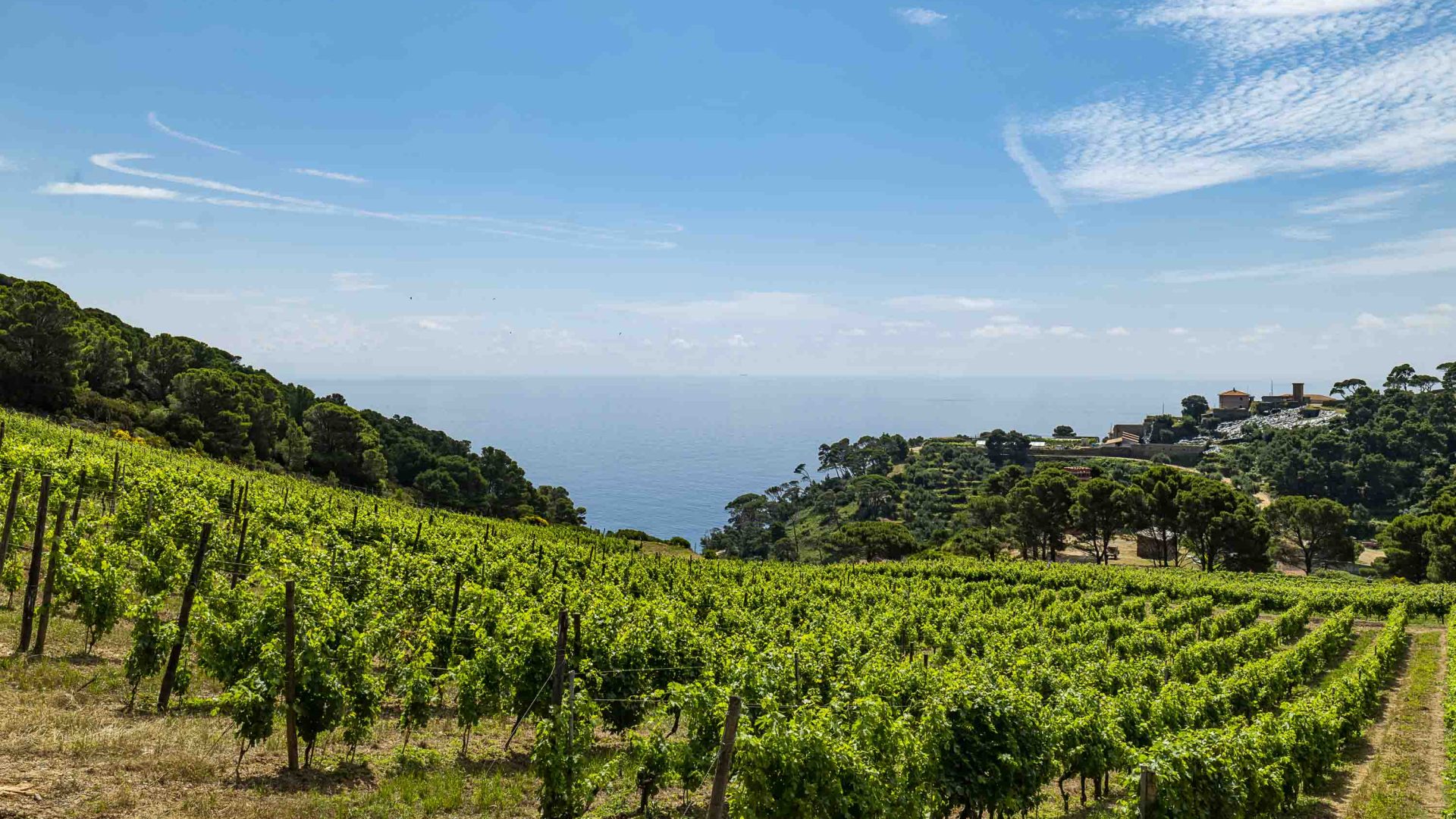 Vineyards on the island wind down a hill that leads to the sea.