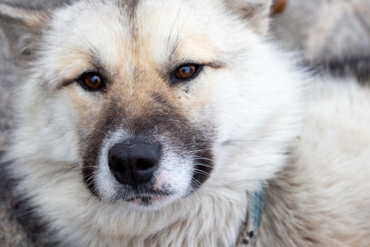 A close up of a dog's face.