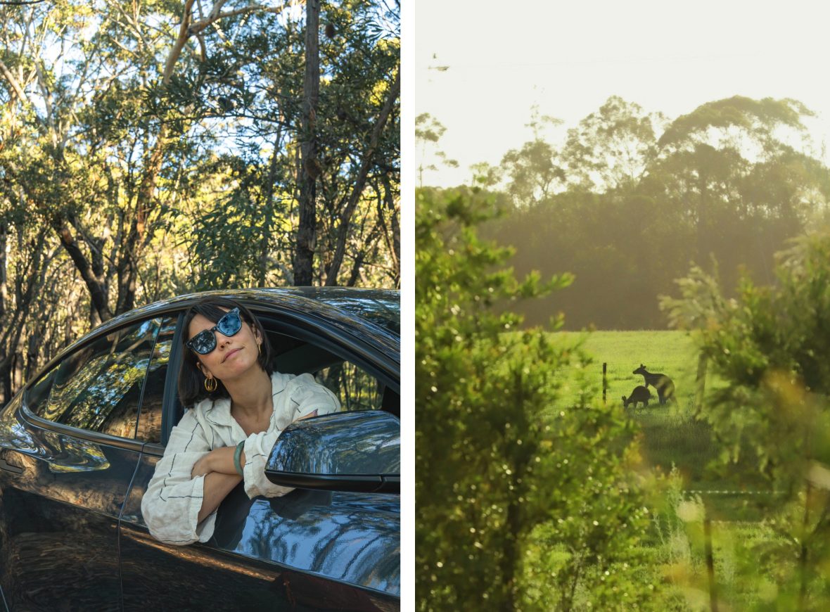 Left: Tayla learning to trust the Tesla self-drive function; Right: Kangaroos sightings in the wild