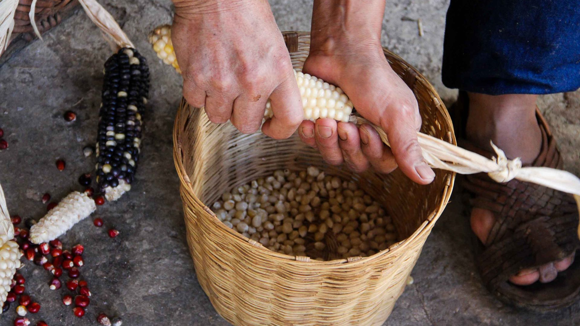 Hands pull corn kernels off the husk and drop them into a basket.